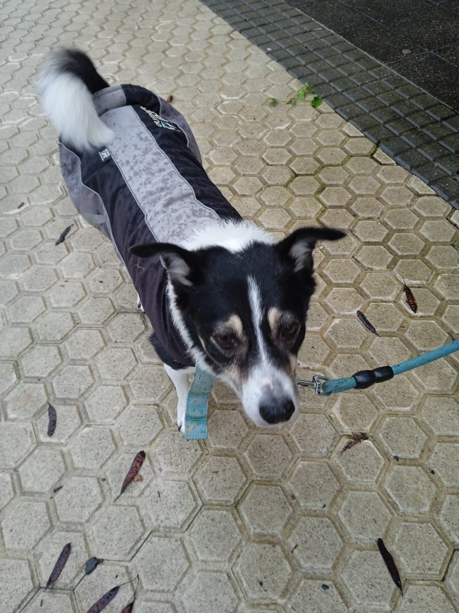 PeriPalotess's tweet photo. URGENTE!!!
 Esta perrita de 10 años se ha quedado sin dueña...es muy buena y tranquila. Está en Donostia. Contacto por privado. Gracias por difundir. 🙏 @up_person @SosAbuelos1 #adopcion #perros #donostia #AdoptaNoCompres Gipuzkoa https://t.co/ZqUXEDTEJy