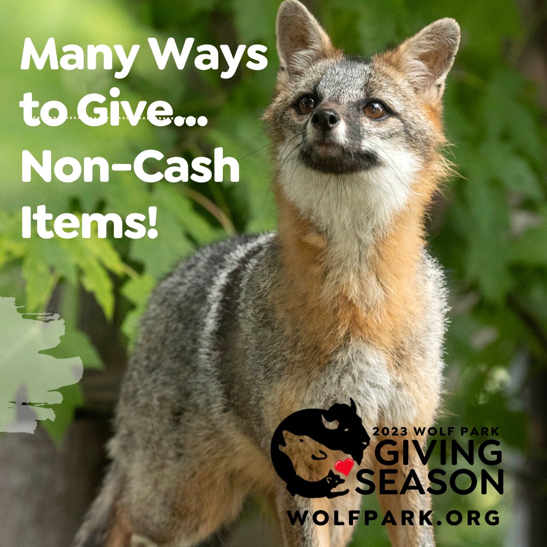 🦊We welcome non-cash gifts. Please note, we have limited storage space. Learn more: bit.ly/3uyCstW
❤️Help us Save Wolves, Save Wilderness. Donate Today! bit.ly/3QLxKk7
#ThankYou ❤ #GivingSeason #WolfPark #SaveWolves #SaveWilderness