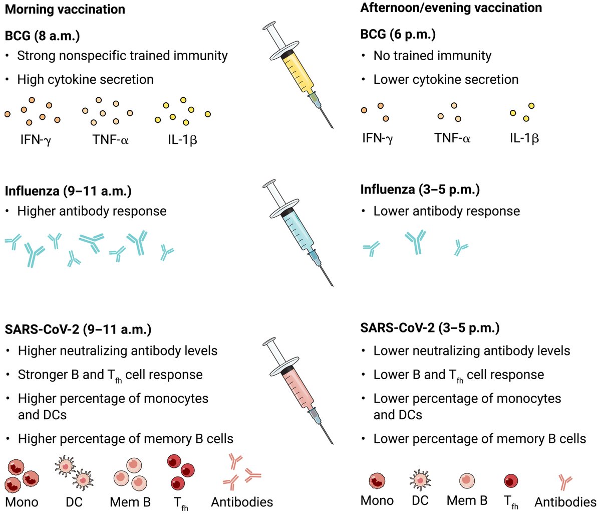 Circadian rhythms play a role in human vaccination responses, where patients vaccinated in the morning experience a better response to vaccines compared with patients vaccinated in the afternoon/evening, according to a 2022 @SciImmunology Focus.⁠ 📄: scim.ag/56a