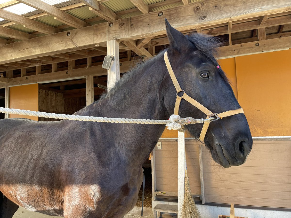 馬車が走る 馬車 - Search / X