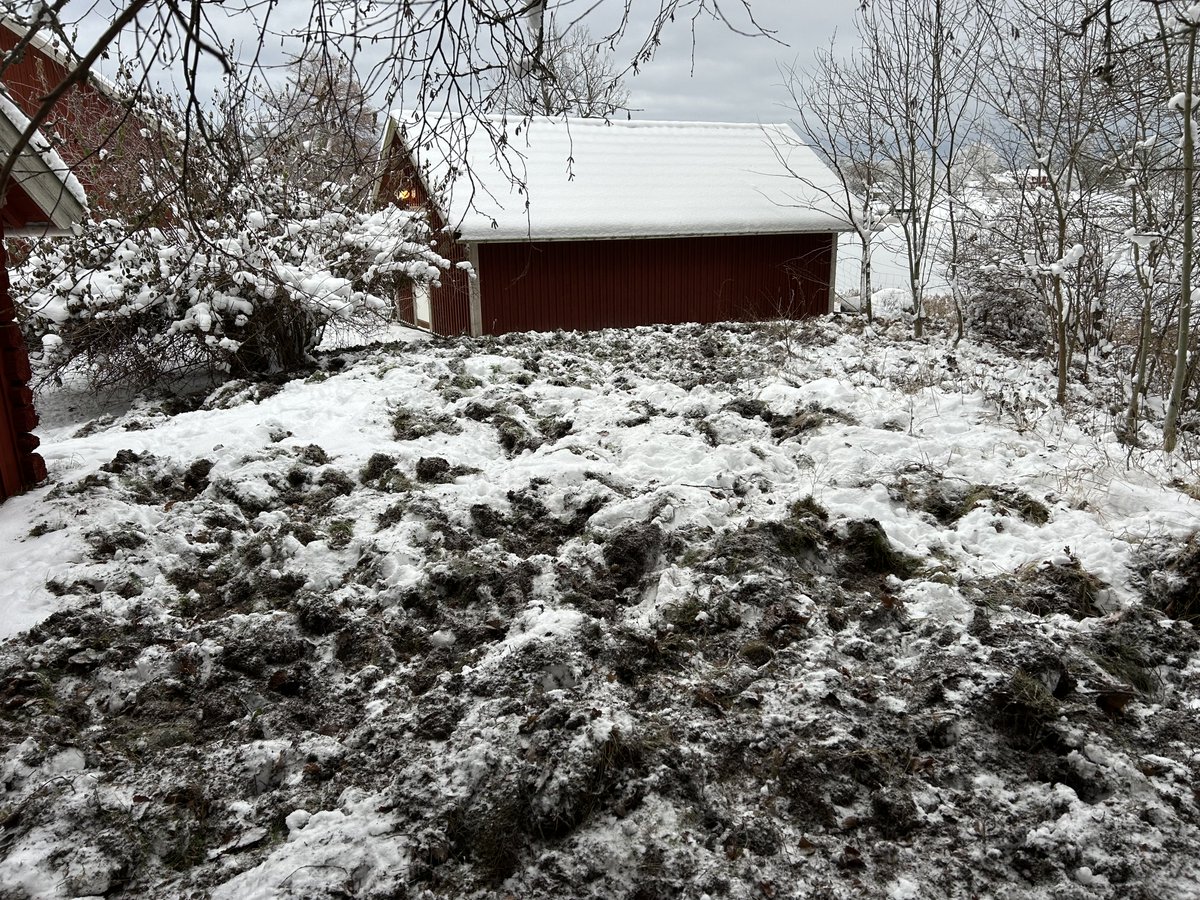 CarinaS62's tweet photo. Så här ser det ut när vildsvinen går bärsärkagång.☹️ https://t.co/Nv7DpgAO2B