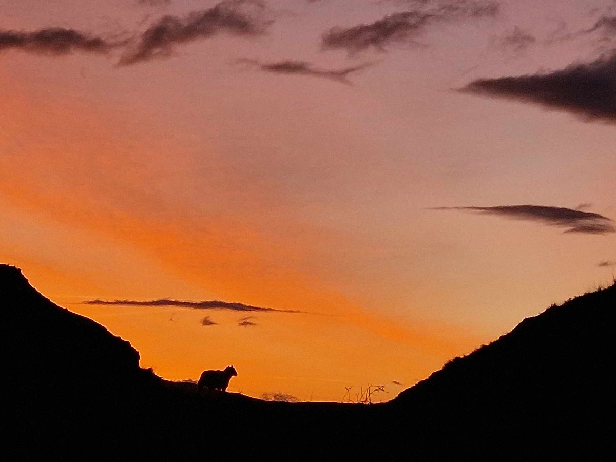 The sunrise has been worth us getting the big coats out, albeit not sheepskin like our neighbour.
#islandlife #Scotland