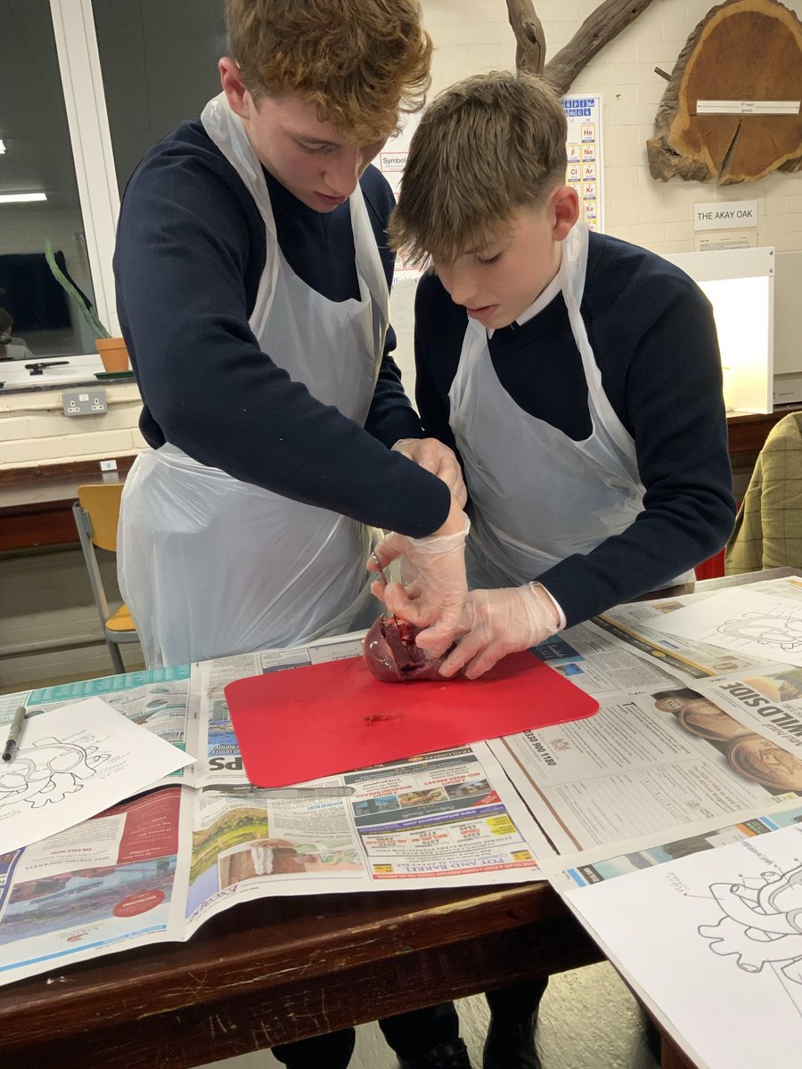 Sedbergh_STEM's tweet image. Yr10 studying the circulatory system as part of their #AQA GCSE course🫀#practicalwork #activelearning