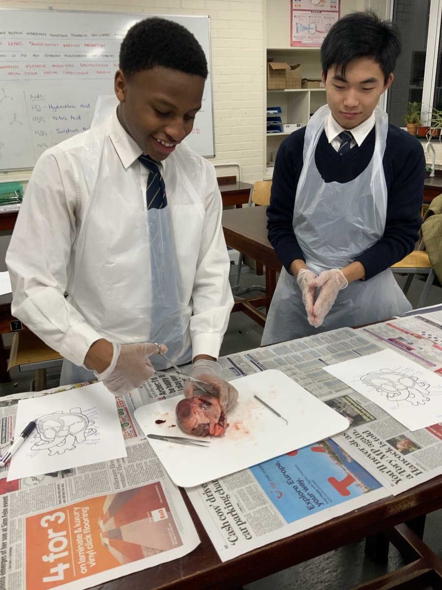 Sedbergh_STEM's tweet image. Yr10 studying the circulatory system as part of their #AQA GCSE course🫀#practicalwork #activelearning