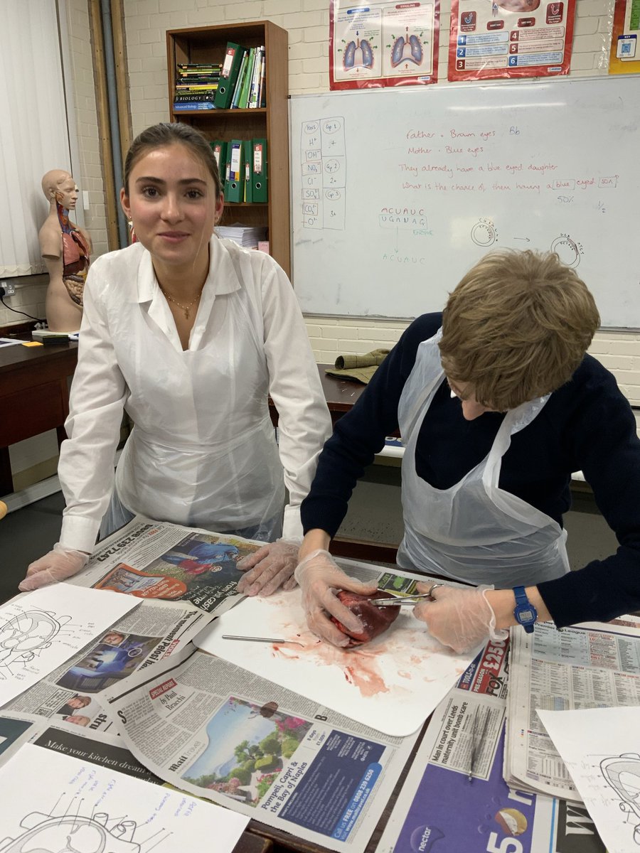 Sedbergh_STEM's tweet image. Yr10 studying the circulatory system as part of their #AQA GCSE course🫀#practicalwork #activelearning