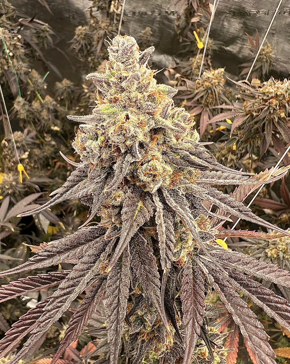 GoodMorning! Day 57 of flower on this Wappa x Tuna God Bud x PBB #3 pheno!! She is loving life under the #marshydrofce4800 getting close to the chop!!!