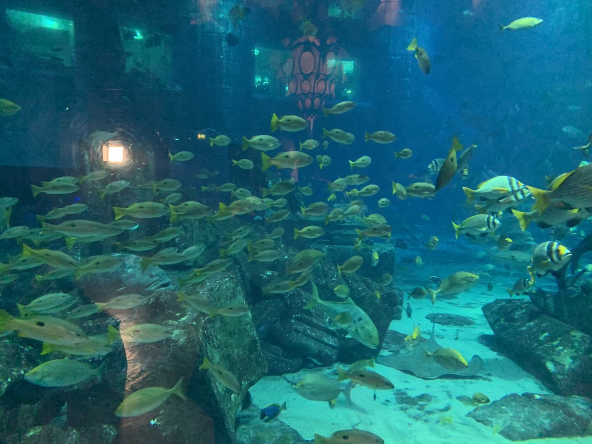 Freedom-Kai Phillips tweet media