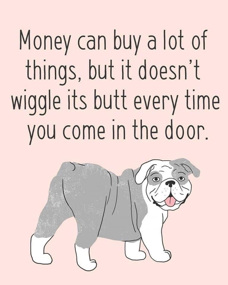 #wigglebutt #bulldog #Dogsarefamily #BeKind