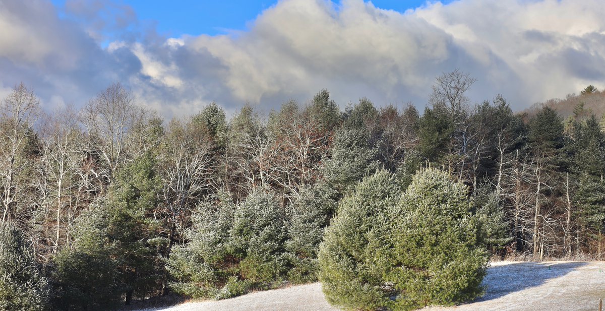 kristinecwrites's tweet photo. The winter's first snow dusting me fills with suspense and wonder. It's like opening a new book and wondering what the pages will share of the world inside. #writinglife #writerandphotographer #winterscene #firstdusting #naturediary https://t.co/othdQWTcIp