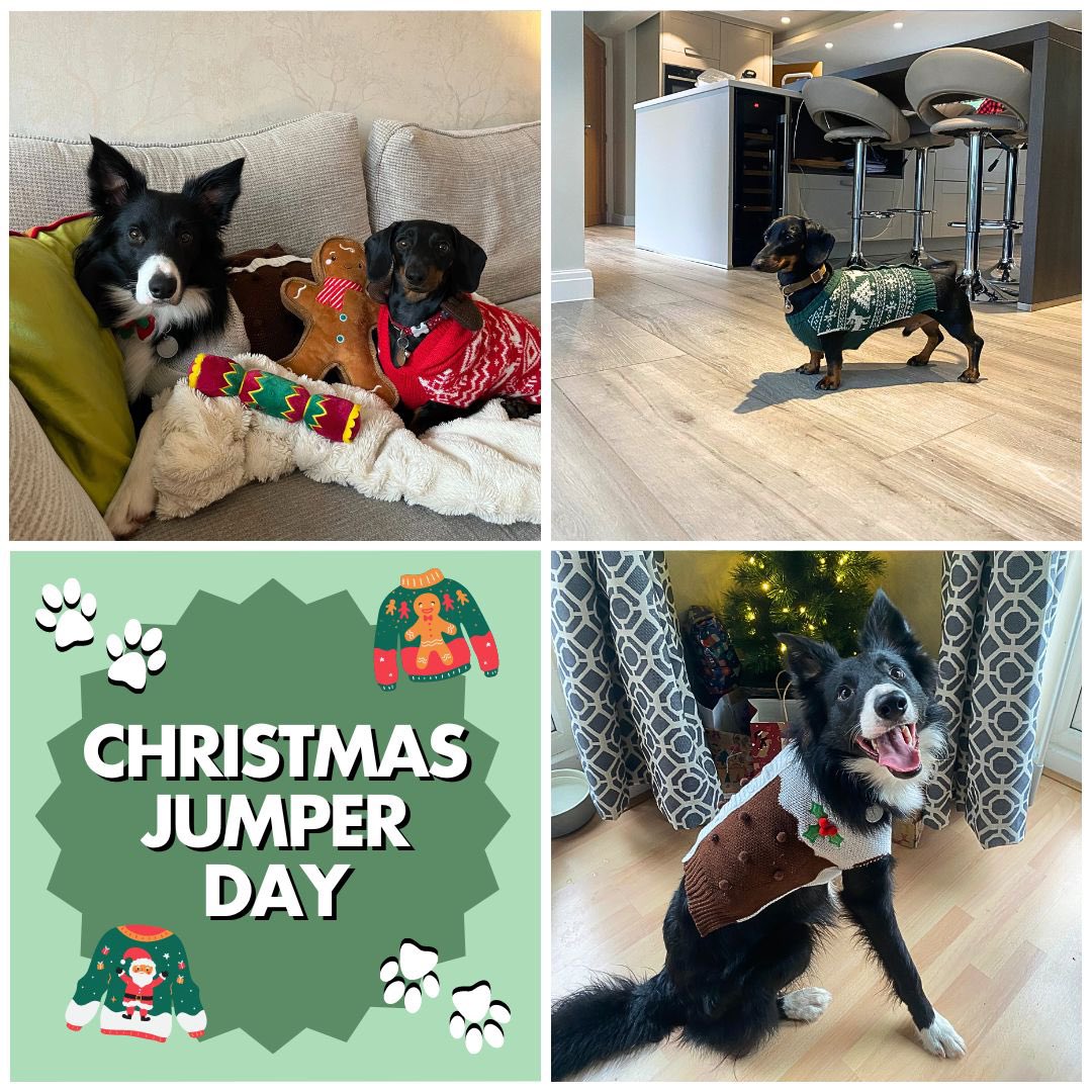 EmpoweredAshley's tweet photo. 🎵 On the seventh day of Christmas, National #ChristmasJumperDay brought to me.. Festive knitwear for my puppies! 🐕🎵

Who else prefers Christmas jumper shopping for their pooch? 👀 https://t.co/679EkYkliU