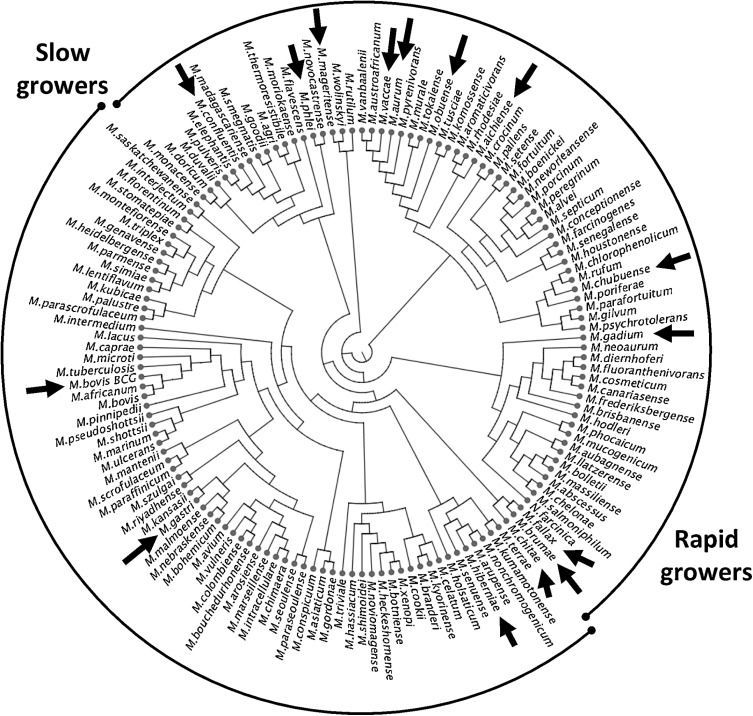 Throwback Thursday: Nonpathogenic Mycobacterium brumae Inhibits Bladder Cancer Growth In Vitro, Ex Vivo, and In Vivo buff.ly/4a507Tf @estelitx @Torrentslab #throwbackthursday #Medtwitter #UroSoMe