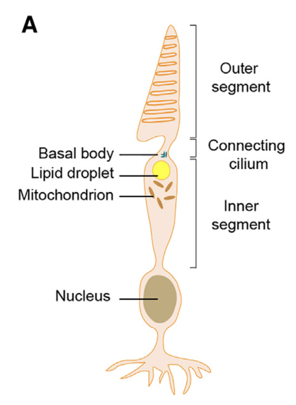 Henne_Lab (@hennelab) on Twitter photo Lipid droplets exhibit many functions including energy storage organelles & metabolic buffers. Did you know they also likely serve as optical light filters in chicken cone cells?
Learn about this & more in this interesting paper now out in <a href="/Dev_Cell/">Developmental Cell</a>.
cell.com/developmental-… Lipid droplets exhibit many functions including energy storage organelles & metabolic buffers. Did you know they also likely serve as optical light filters in chicken cone cells?
Learn about this & more in this interesting paper now out in <a href="/Dev_Cell/">Developmental Cell</a>.
cell.com/developmental-…