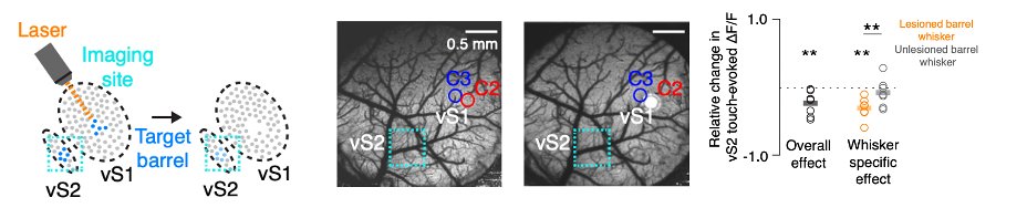 Simon Peron tweet media