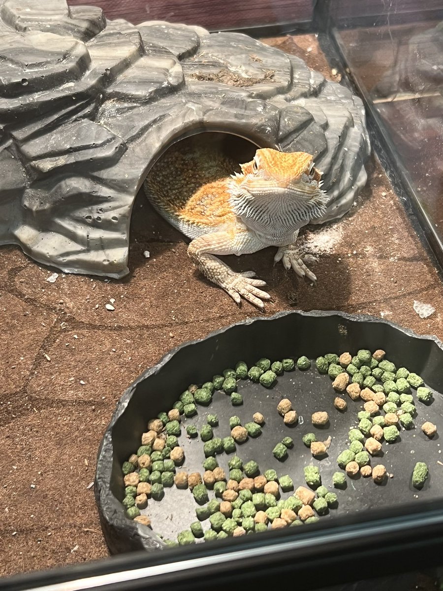 Someone finally woke up and decided to join the 5th graders for class 🦎🥰 #Classpet #Rocko
