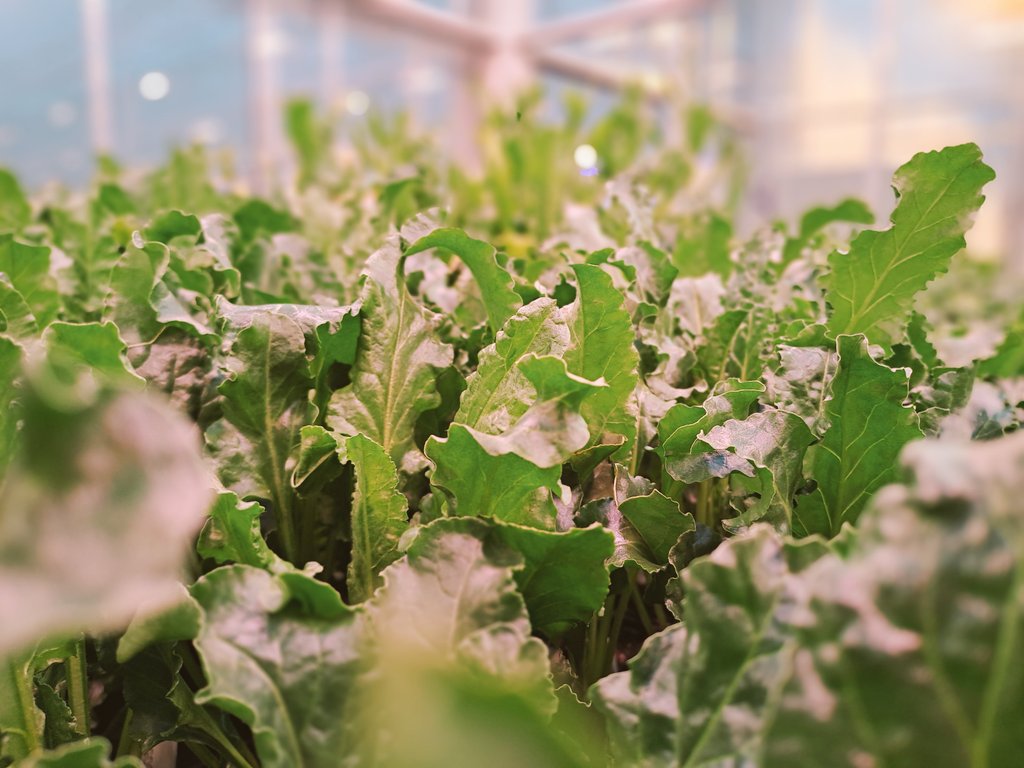 Dans ma pellicule aujourd'hui, de la fleur à la plante de betterave sucrière 
#ceuxquifontlesucre #sugarbeet <a href="/GroupeFDesprez/">Florimond Desprez</a> #sélection #breeder