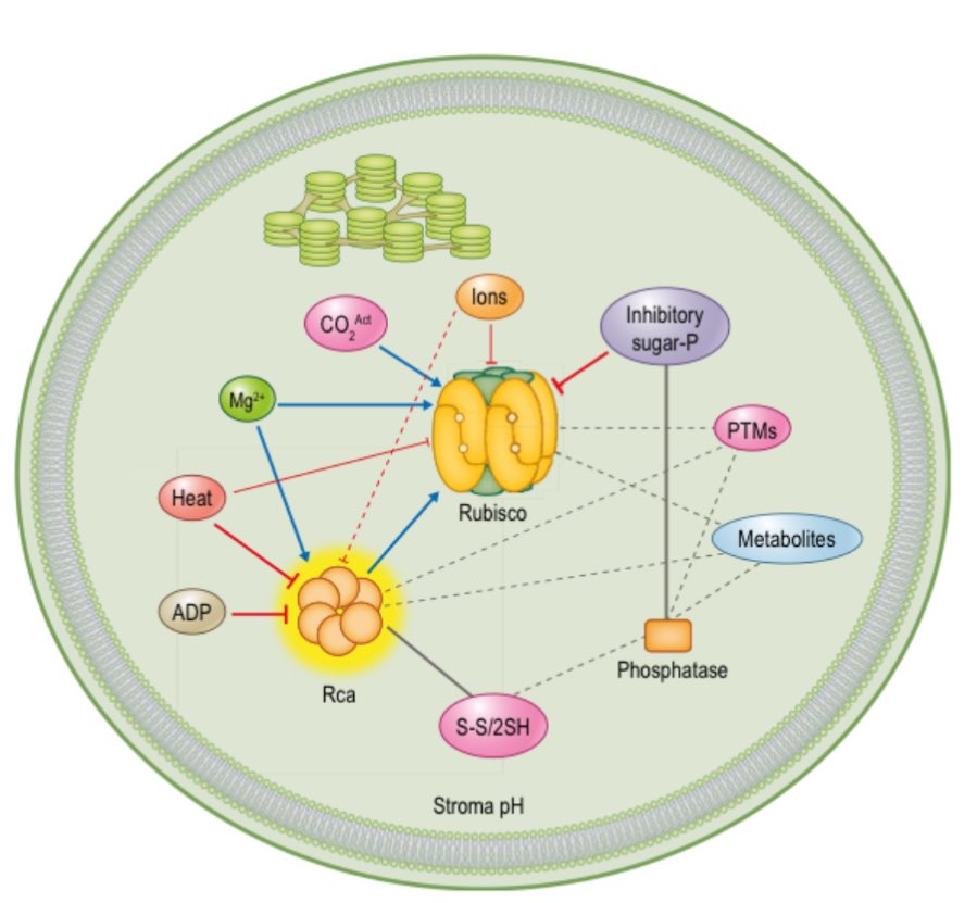 Ana Karla Lobo (@anaklobo) on Twitter photo Check out our (<a href="/amaraljsc/">Joana Amaral</a> <a href="/ecarmosilva/">ElizabeteCarmo-Silva</a>) new review paper in <a href="/NewPhyt/">New Phytologist</a> 🌱
Many thanks to the funders <a href="/PhotoBoost3/">Photo Boost</a> <a href="/photosynth_2030/">CAPITALISE-H2020</a> <a href="/RIPEproject/">The RIPE Project</a> Check out our (<a href="/amaraljsc/">Joana Amaral</a> <a href="/ecarmosilva/">ElizabeteCarmo-Silva</a>) new review paper in <a href="/NewPhyt/">New Phytologist</a> 🌱
Many thanks to the funders <a href="/PhotoBoost3/">Photo Boost</a> <a href="/photosynth_2030/">CAPITALISE-H2020</a> <a href="/RIPEproject/">The RIPE Project</a>