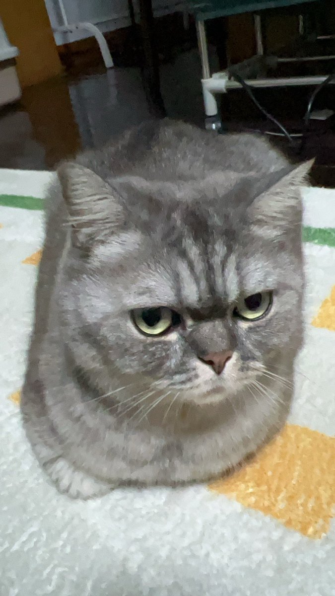 ajiu_thecat's tweet photo. 我不想减肥。为什么要我减肥。 https://t.co/PYzYKiHqQG