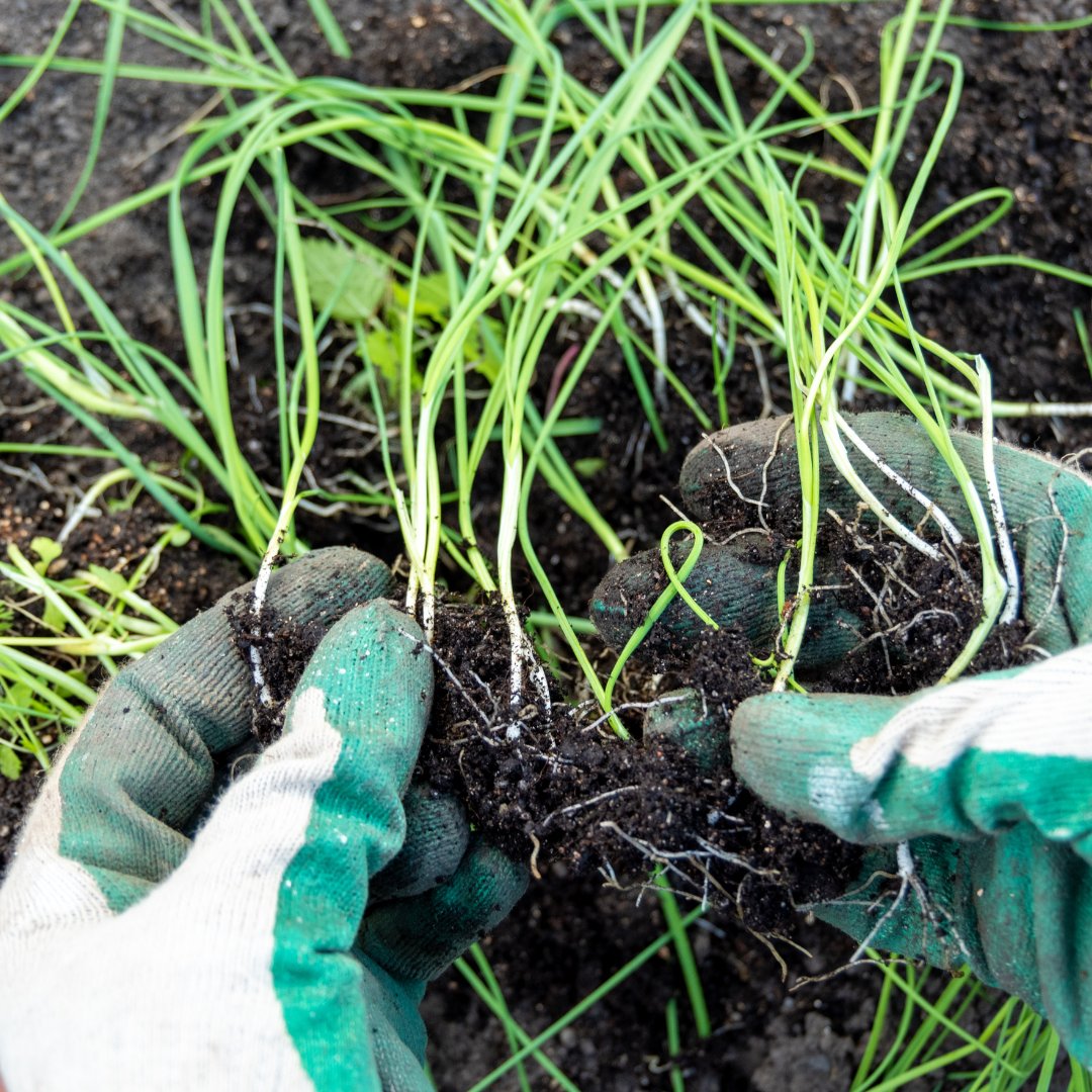 Colorado State University Research (@researchcsu) on Twitter photo An interdisciplinary team at <a href="/ColoradoStateU/">Colorado State University</a> builds a rhizotron to study atmospheric carbon in an unlikely location: underground! ๐ฟโกย
Learn more: col.st/MMdnK ๐
#UnitedinDiscovery | #ResearchCSU
<a href="/CSUAgSci/">CSU College of Agricultural Sciences</a> <a href="/CSUEnergy/">CSU Energy Institute</a> <a href="/CSUEngineering/">CSU Engineering</a> <a href="/CSU_Ecology/">CSU_Ecology</a> An interdisciplinary team at <a href="/ColoradoStateU/">Colorado State University</a> builds a rhizotron to study atmospheric carbon in an unlikely location: underground! ๐ฟโกย
Learn more: col.st/MMdnK ๐
#UnitedinDiscovery | #ResearchCSU
<a href="/CSUAgSci/">CSU College of Agricultural Sciences</a> <a href="/CSUEnergy/">CSU Energy Institute</a> <a href="/CSUEngineering/">CSU Engineering</a> <a href="/CSU_Ecology/">CSU_Ecology</a>