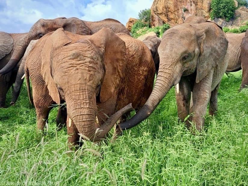 SheldrickTrust's tweet photo. Yesterday Taabu made the big leap & graduated to our Ithumba Reintegration Uniit. It’s been a journey long in the making; he was only 12-months-old when he was abandoned during a drought in 2021. From a skin & bones beginning, he fully recovered and is now embarking on the next exciting step in his journey back to the wild!