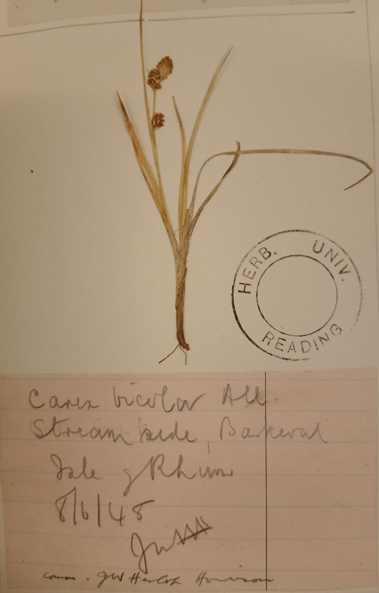 RNGherb's tweet photo. #AdventBotany Day 7
A Rum Affair - Karl Sabbagh - the biggest fraud in #Botany?
📖https://t.co/ABJiYXOSWN
We have many J Heslop-Harrison specimens from Rum & nearby. Read the book & check specimens below.
#BotanyBooks https://t.co/cxV93KvboD