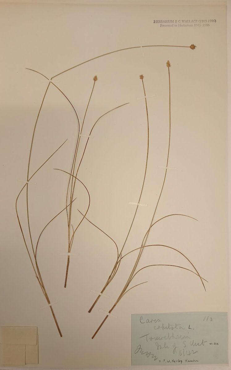 RNGherb's tweet photo. #AdventBotany Day 7
A Rum Affair - Karl Sabbagh - the biggest fraud in #Botany?
📖https://t.co/ABJiYXOSWN
We have many J Heslop-Harrison specimens from Rum & nearby. Read the book & check specimens below.
#BotanyBooks https://t.co/cxV93KvboD