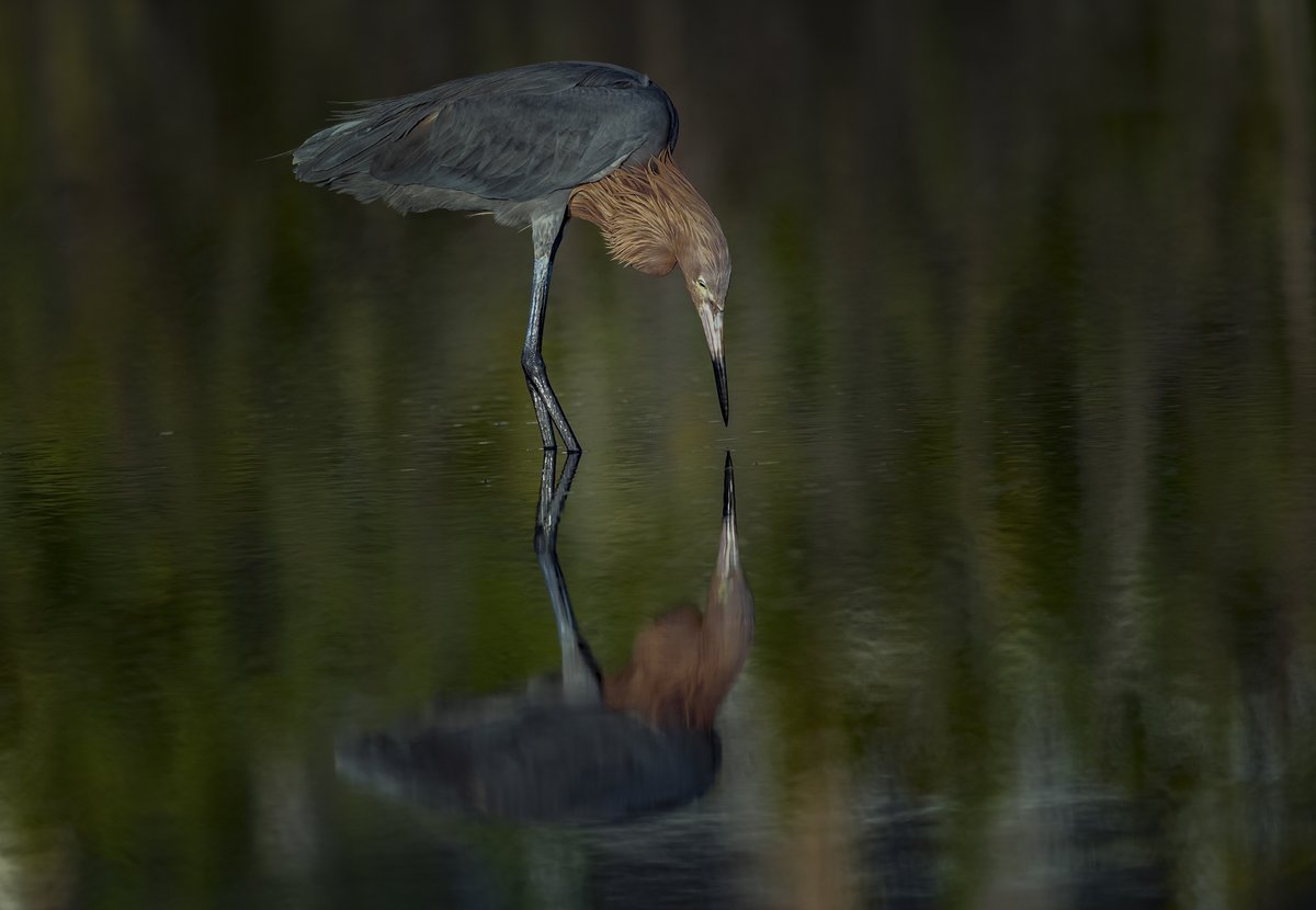 Last Light | Reddish Egret dark morph
tinyurl.com/3wkhynuw

#BirdTwitter #Bird #birdphotography #nature #NaturePhotography #wildlifephotography #WildlifeProtection #REFLECTION  #Feathers