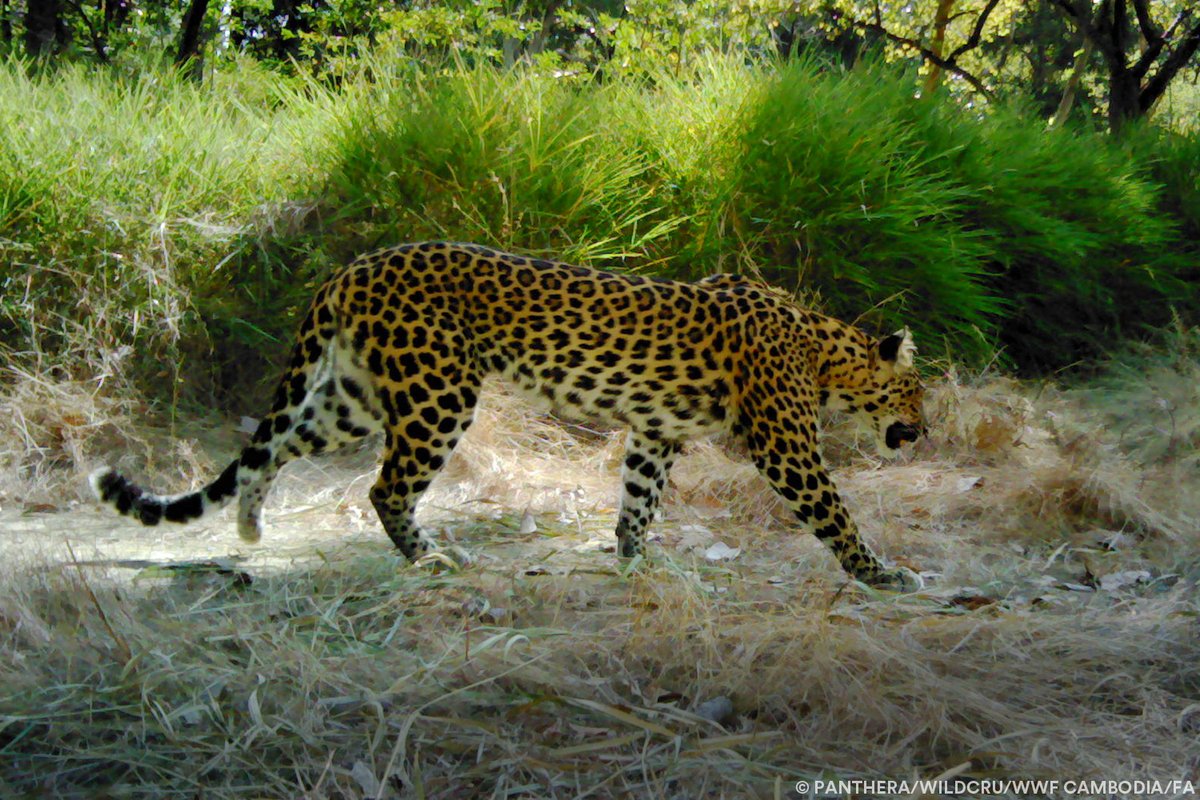 📰 Panthera's #TopNewsOf2023: A study from Panthera — in collaboration with Oxford University’s @WildCRU_Ox — found that the Critically Endangered Indochinese leopard is now functionally extinct in Cambodia. Read the Press Release about this extinction: bit.ly/3CGUQlm
