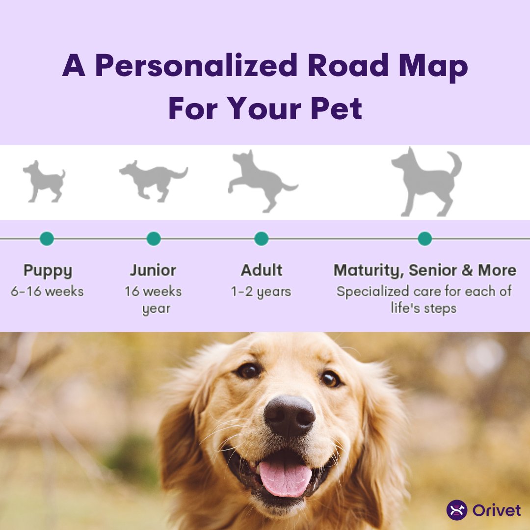 Did you know that we provide you with the best game suggestions suited to your pet's breed-type in your LifePlan™? The LifePlan™ can also help you manage your pet’s routine care such as vaccination and deworming reminders. Learn more here: bit.ly/49WmzxE #orivet