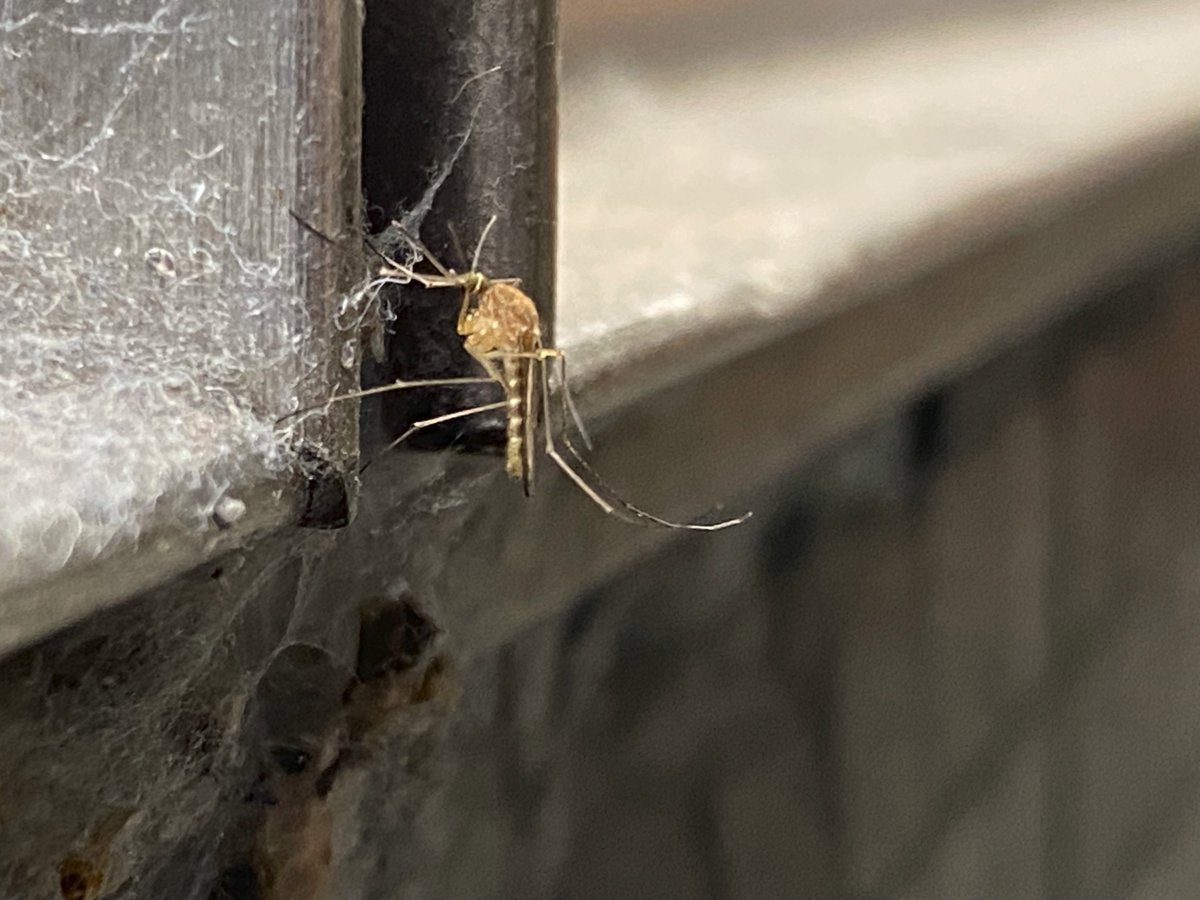 mosquito_web's tweet photo. Fêmea de Culex pipiens fotografada, no metro de Lisboa.

Foto de João Durães-Oliveira a 31 de Outubro de 2023

#mosquitoweb #ciênciacidadã #citizenscience #participe #mosquito #diptera #culicidae #culex https://t.co/kctn3uvHIA
