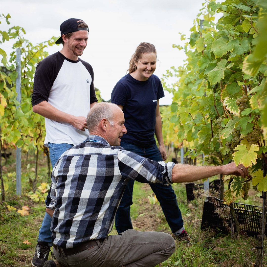 Wine_GB's tweet image. Plumpton College is accepting entries for its popular Viticulture Crop Technician Apprenticeship. Get hands-on experience with access to Plumpton’s high quality laboratory facilities and alumni network. Find out more information here: bit.ly/41bxEXO