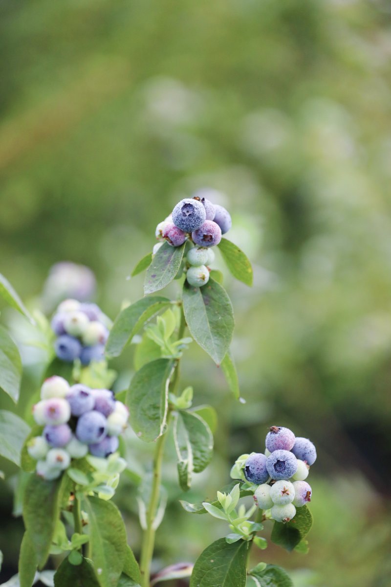 It's always blueberry season at Family Tree Farms! _____ #FamilyTreeFarms #berries #blueberries #farmtofork #supportfarmers #healthyeats #fresh #produce #fruit