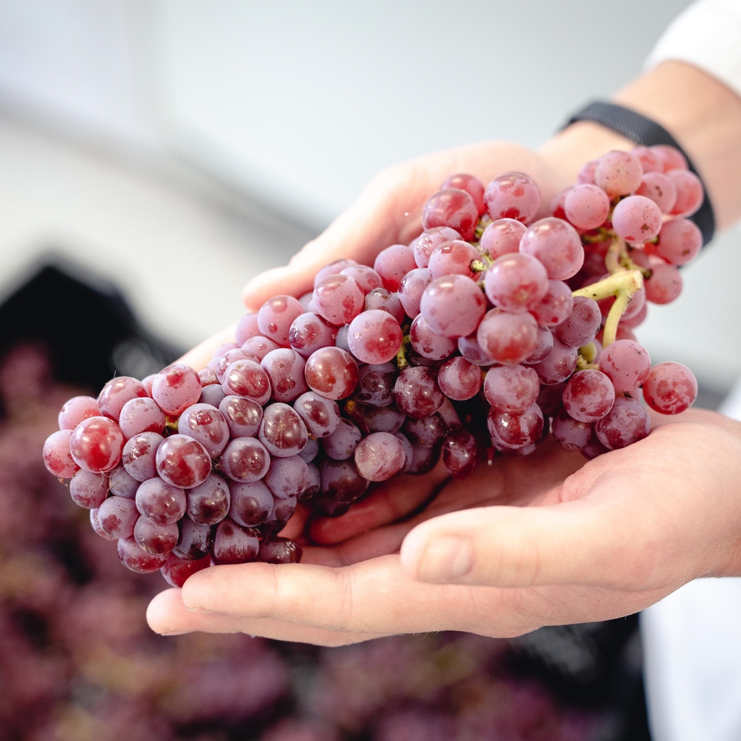 Wine_GB's tweet image. Plumpton College is accepting entries for its popular Viticulture Crop Technician Apprenticeship. Get hands-on experience with access to Plumpton’s high quality laboratory facilities and alumni network. Find out more information here: bit.ly/41bxEXO
