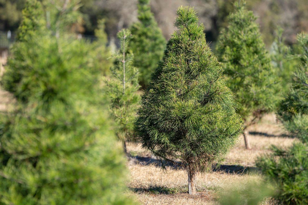 'Tis the season for Christmas tree shopping!🌲 Texas Christmas tree production is strong for this holiday season despite extreme drought conditions: tx.ag/HolidayTree