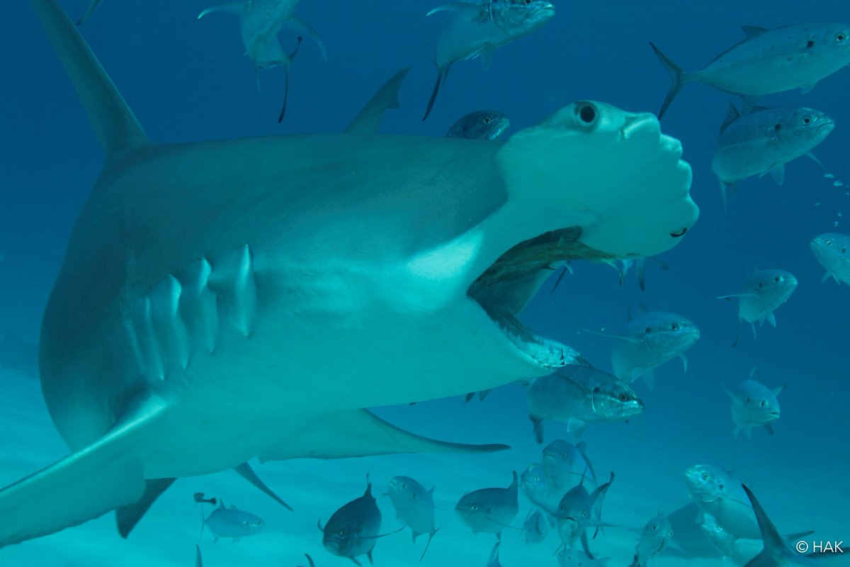 SharkRayFund's tweet photo. DYK? #ClimateChange is an emerging threat to sharks.

World leaders meeting at #COP28 and must demonstrate courage and commitment to nature.
 
#SharkConservation plans like #MPAs and sustainably managing fisheries are some of the #NaturedBasedSolutions. https://t.co/hcpvHkEW87