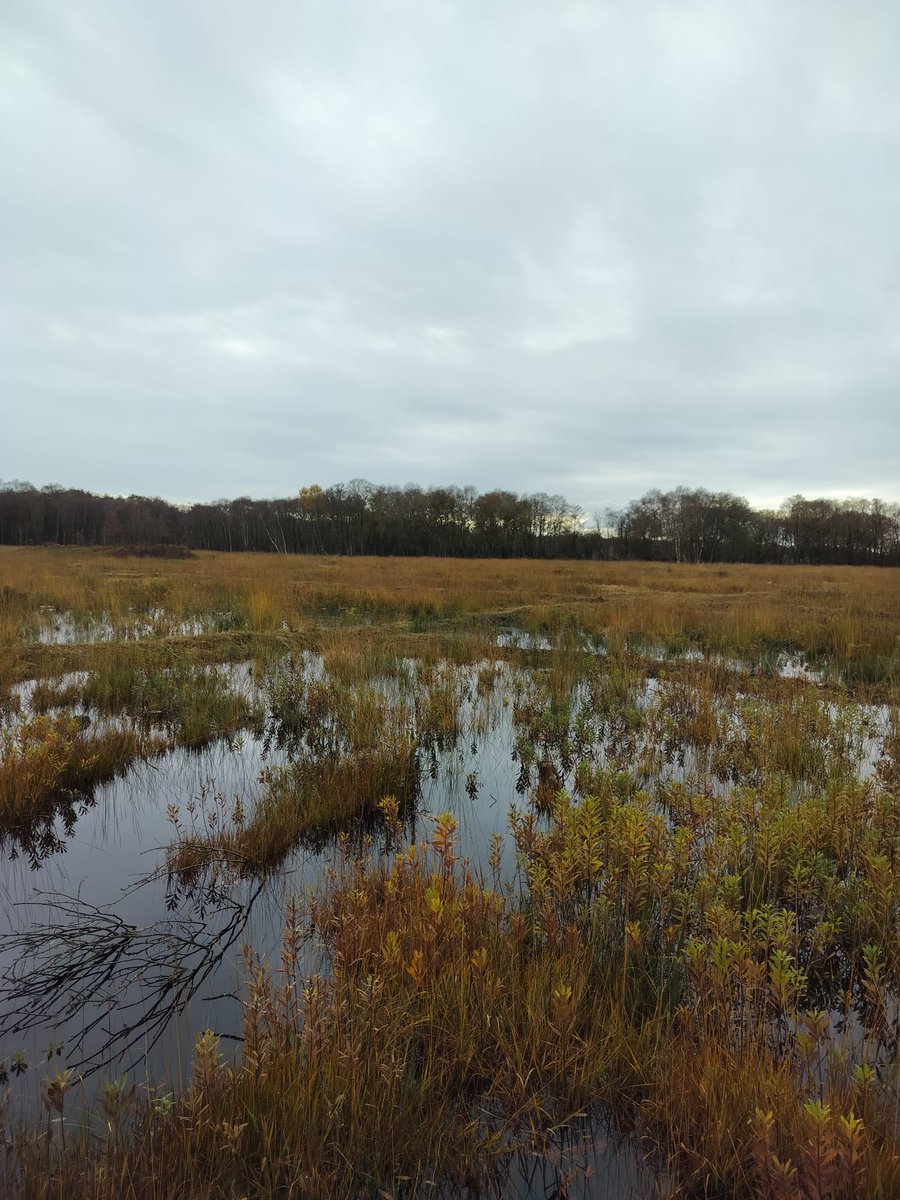 Peatscapes (@peatscapes) on Twitter photo Wonderful to take part in two recent 'study tours' of peatland restoration sites in the East Anglian Fens and Somerset Levels. Many thanks to <a href="/wildlifebcn/">The Wildlife Trust for Beds, Cambs & Northants</a>, @somersetwt and our other generous hosts for sharing your #peat #restoration insights with the <a href="/peatscapes/">Peatscapes</a> team! Wonderful to take part in two recent 'study tours' of peatland restoration sites in the East Anglian Fens and Somerset Levels. Many thanks to <a href="/wildlifebcn/">The Wildlife Trust for Beds, Cambs & Northants</a>, @somersetwt and our other generous hosts for sharing your #peat #restoration insights with the <a href="/peatscapes/">Peatscapes</a> team!