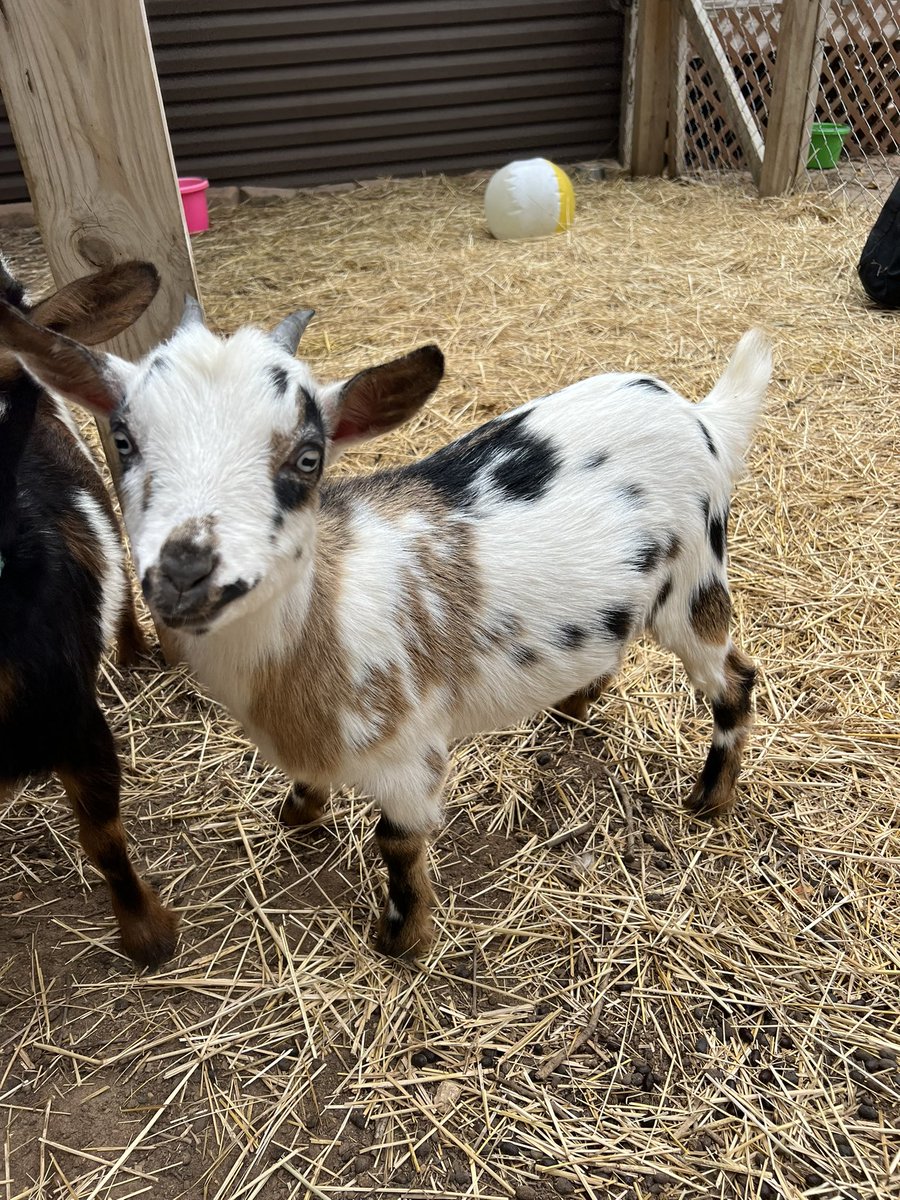 MrBerryLittle's tweet photo. Meet Our Baby Goats”Triple Registered Nigerian Dwraf’s”Blue Eyes,Moon Spots,Sweet &amp; Friendly!Part Of Our Family here  At “Little Tails Farm” we also have “Chicken Town” 🐔 a “mansion of a coop” 🏠 👋 @Timcast @ShaneCashman Tim we’d be honored to give you these  for your farm!😊 https://t.co/JeExhn9cmJ