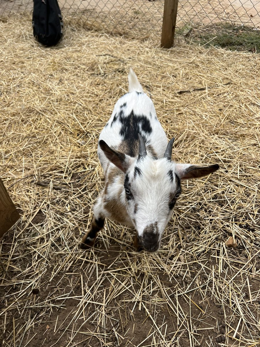 MrBerryLittle's tweet photo. Meet Our Baby Goats”Triple Registered Nigerian Dwraf’s”Blue Eyes,Moon Spots,Sweet &amp; Friendly!Part Of Our Family here  At “Little Tails Farm” we also have “Chicken Town” 🐔 a “mansion of a coop” 🏠 👋 @Timcast @ShaneCashman Tim we’d be honored to give you these  for your farm!😊 https://t.co/JeExhn9cmJ