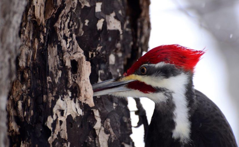Winter is a great time to watch for woodpeckers. Why? With fewer leaves on trees, birds are more easily spotted. There are also more birdfeeders placed out in the winter than the summer (since the bears are hibernating).