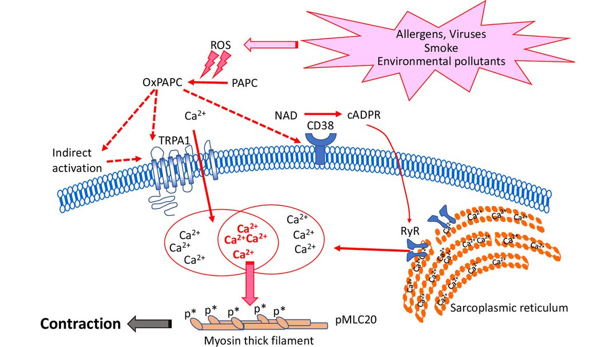 Reactive Oxygen Species Behaving Badly: Oxidized Phosphatidylcholines Corrupt Ca2+ Signaling in Airway Smooth Muscle 🔓 Open Access 🔗 bit.ly/4a7lxim