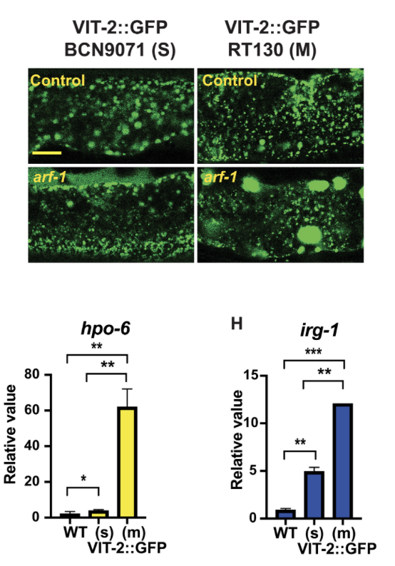 akwalker_lab's tweet photo. (3/3) why these genes are so strongly unregulated in a pathogen challenge, since antimicrobial peptide production ramps up as well.  Big shout to authors Matt Fanelli, @ChristoferWelsh, Lorissa Smulan and Dom Lui. https://t.co/KOl3hxurXc