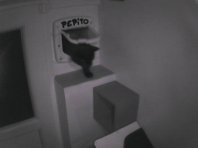 PepitoTheCat's tweet image. Pépito is back home (17:18:21)