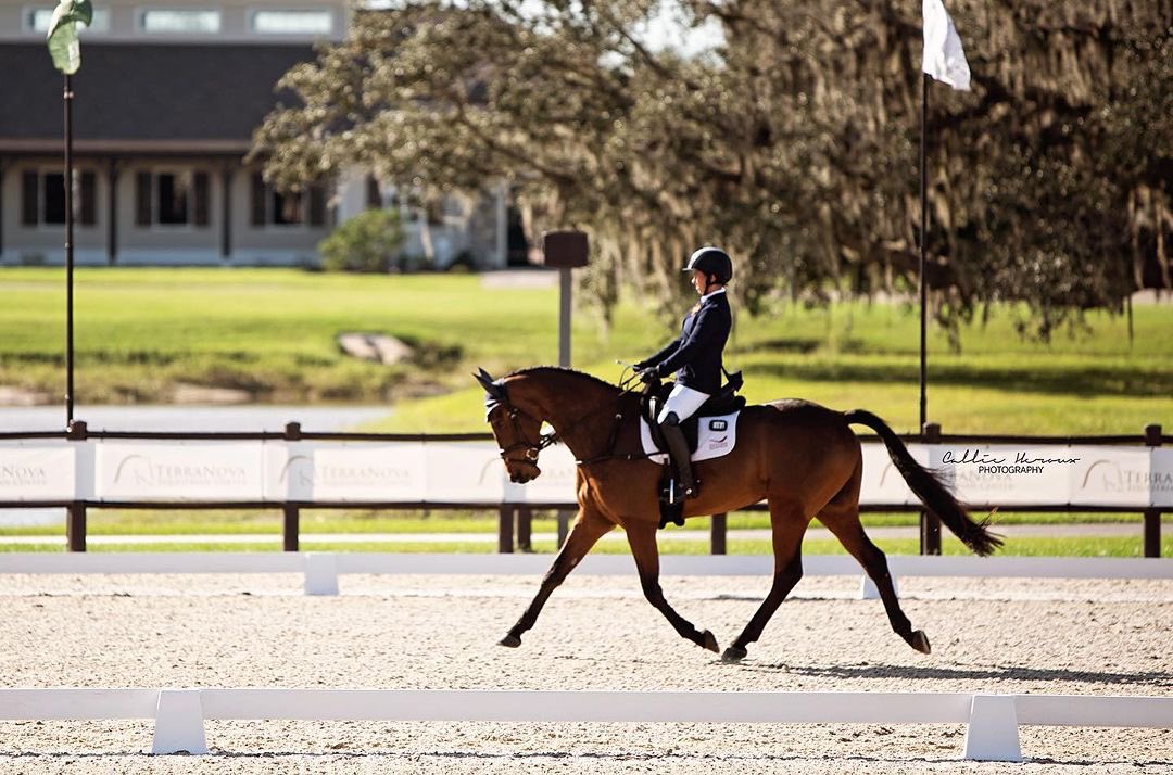 SuccessEques's tweet photo. Repost from @nnenemaneventing
•
Thank you @photosbycallie for the lovely photos of Lagans Ricardo Boy! Much appreciated ❤️
#noslipsaddlepads #successequestrian https://t.co/8o4LPFrpXO