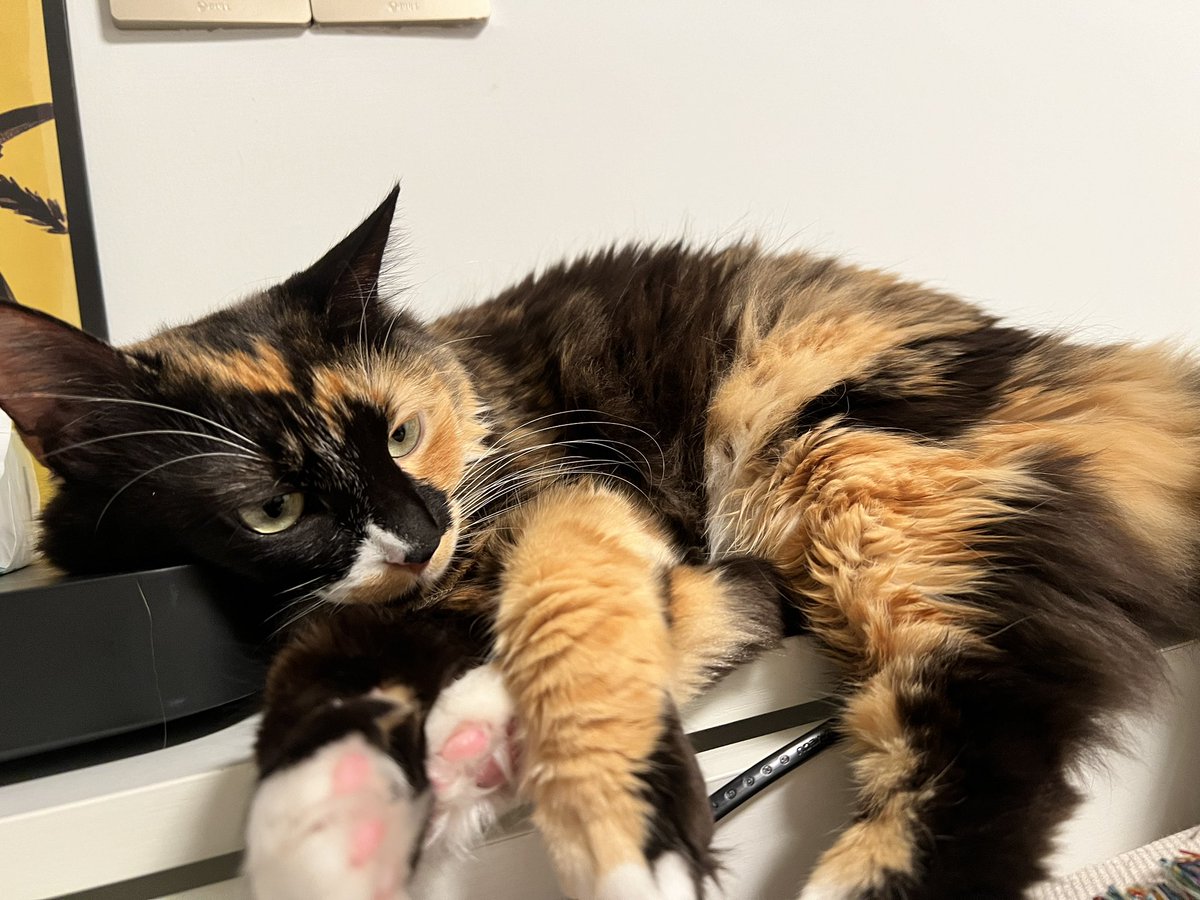 AniCatAni's tweet photo. "Just chilling, watching the world go by. Life's a breeze when you've got a cat's-eye view. 😎🐾 #ChillMode #WindowWatcher #CatsOfTwitter https://t.co/wNA8LGX5VS