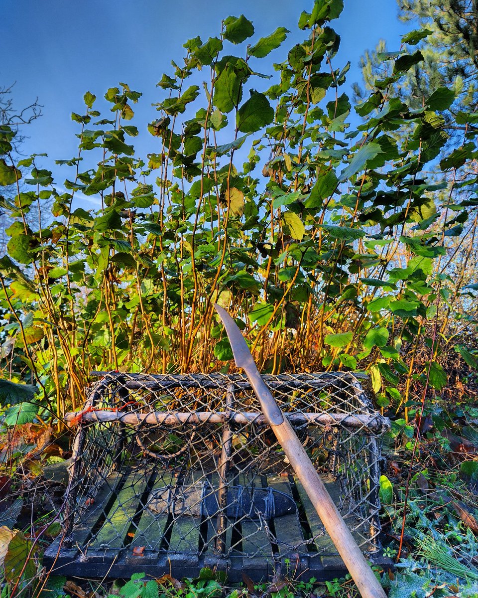 Film newly released made with <a href="/TheNWDG/">NWDG</a> about Ravensheugh Copse in East Lothian and the tradition of adventitious Coppicing and creel making in this region:  youtu.be/IUPQ9uMuwsA?si…