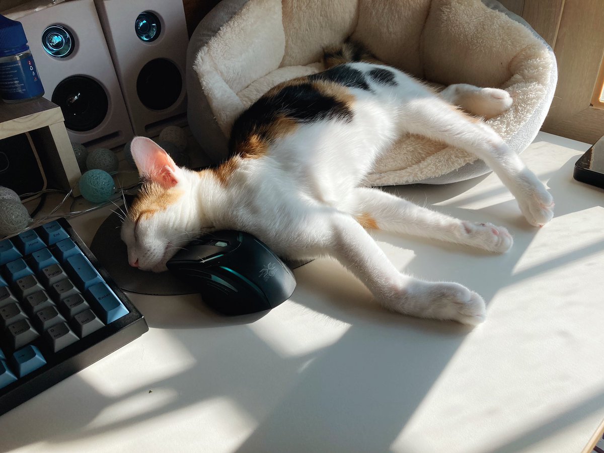 마자 수상하게 다리가 길죽한 시기가 있다. 약간 고양이보다는 망아지에 가까운 폼