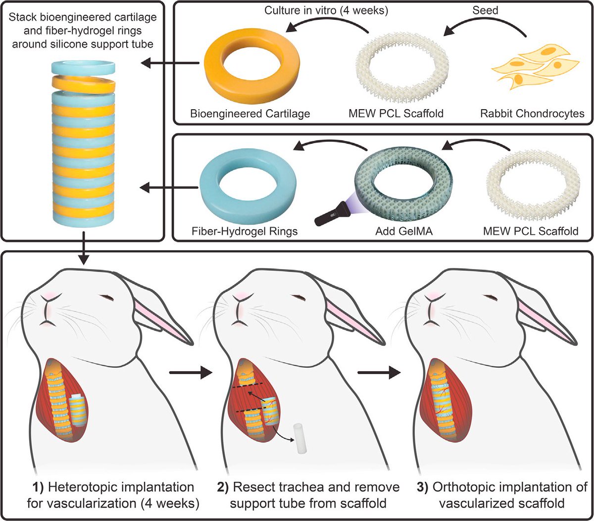 Riccardo Gottardi (@ricgottardi) on Twitter photo We shared some opinions today in this <a href="/CellStemCell/">Cell Stem Cell</a> Spotlight - great work spearheaded by superstar undergrad <a href="/AlexandraADumas/">Alexandra Dumas</a> and grad student <a href="/RyanM_Friedman/">Ryan Friedman</a> with amazing illustrations by <a href="/kwysmith/">Kyra Smith</a>! <a href="/pennbioeng/">Penn Bioengineering</a> <a href="/Penn_ENT/">Penn Otorhinolaryngology</a> <a href="/ChildrensPhila/">Children's Hospital</a> <a href="/CHOP_Research/">CHOP Research</a> cell.com/cell-stem-cell… We shared some opinions today in this <a href="/CellStemCell/">Cell Stem Cell</a> Spotlight - great work spearheaded by superstar undergrad <a href="/AlexandraADumas/">Alexandra Dumas</a> and grad student <a href="/RyanM_Friedman/">Ryan Friedman</a> with amazing illustrations by <a href="/kwysmith/">Kyra Smith</a>! <a href="/pennbioeng/">Penn Bioengineering</a> <a href="/Penn_ENT/">Penn Otorhinolaryngology</a> <a href="/ChildrensPhila/">Children's Hospital</a> <a href="/CHOP_Research/">CHOP Research</a> cell.com/cell-stem-cell…