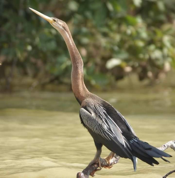 African Darter photograph at The Gambia river
#BirdsOfTwitter #BirdsSeenIn2023 #Gambiabirds