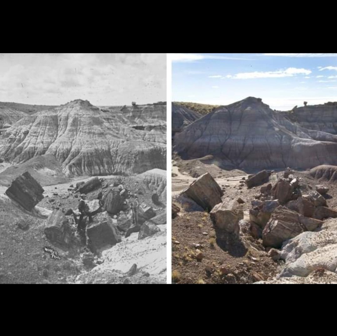 Compare a Ben Wittick photograph of “First Forest” in 1883 to what is now called Jasper Forest. (hl) #tbt #ThrowbackThursday #petrifiedforest #petrifiedforestnationalpark #history