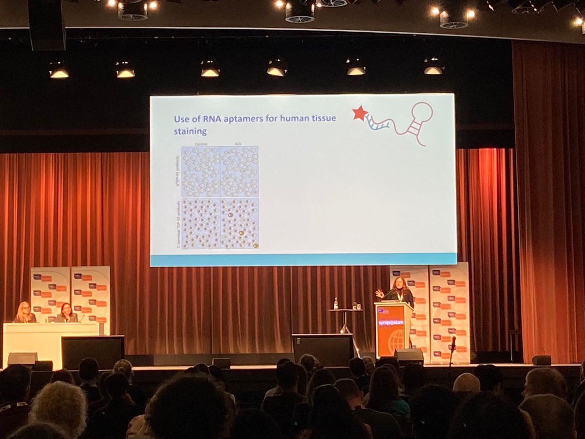 Clumps of a protein called TDP-43 are found in 97% of #MND cases.

<a href="/jennagregory488/">Prof Jenna Gregory</a> found that TDP-43 becomes faulty early in the disease.

She described a new way to identify and measure TDP-43 clumps in cells, which may help us understand why it becomes faulty.

#alsmndsymp