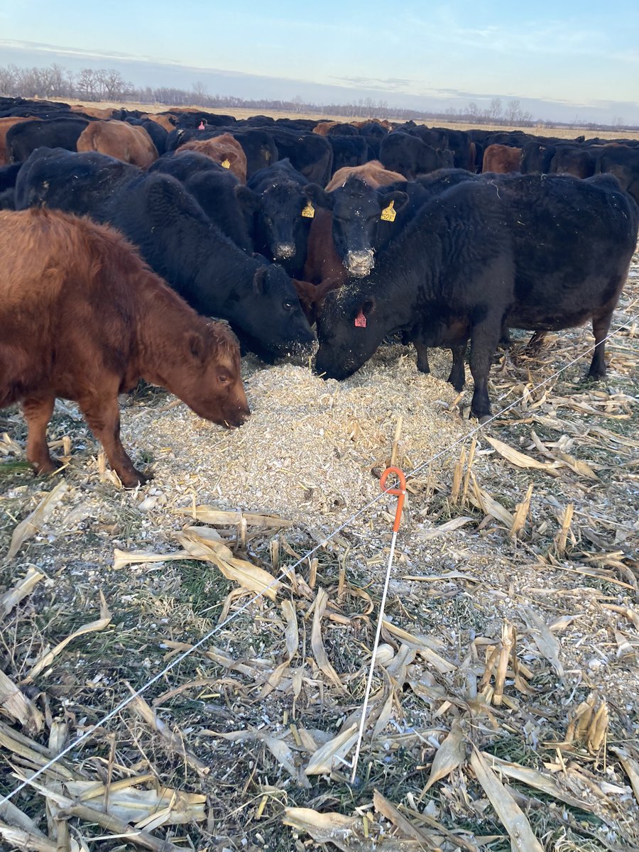 Edie Creek Angus tweet media